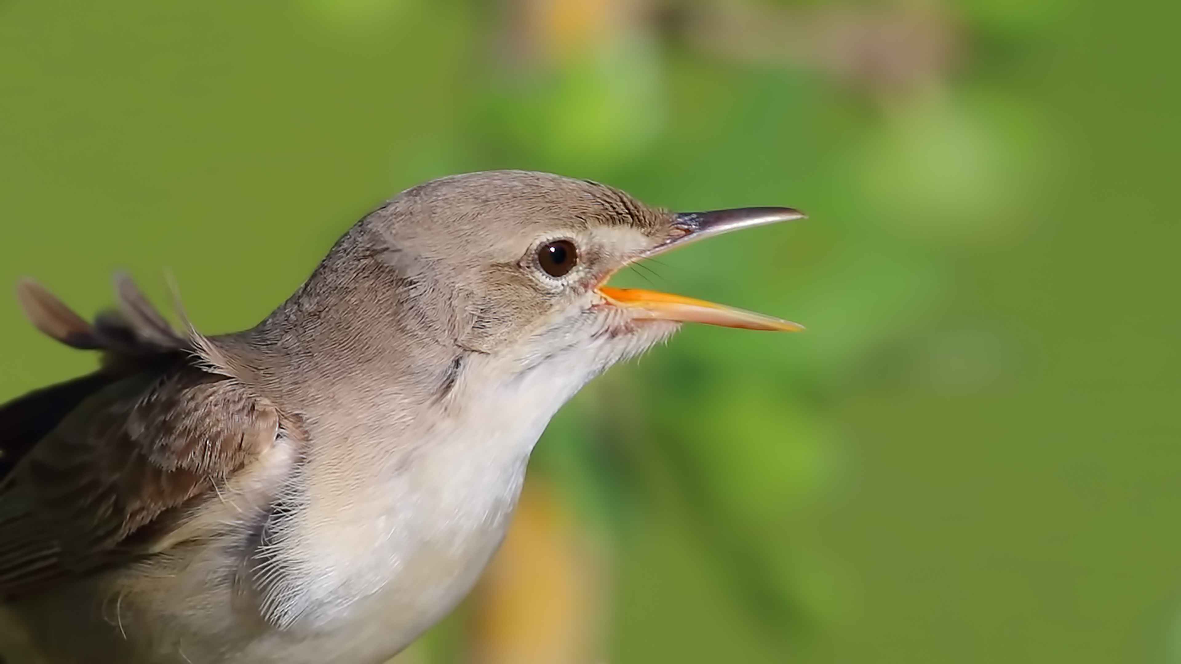Upcher's Warbler